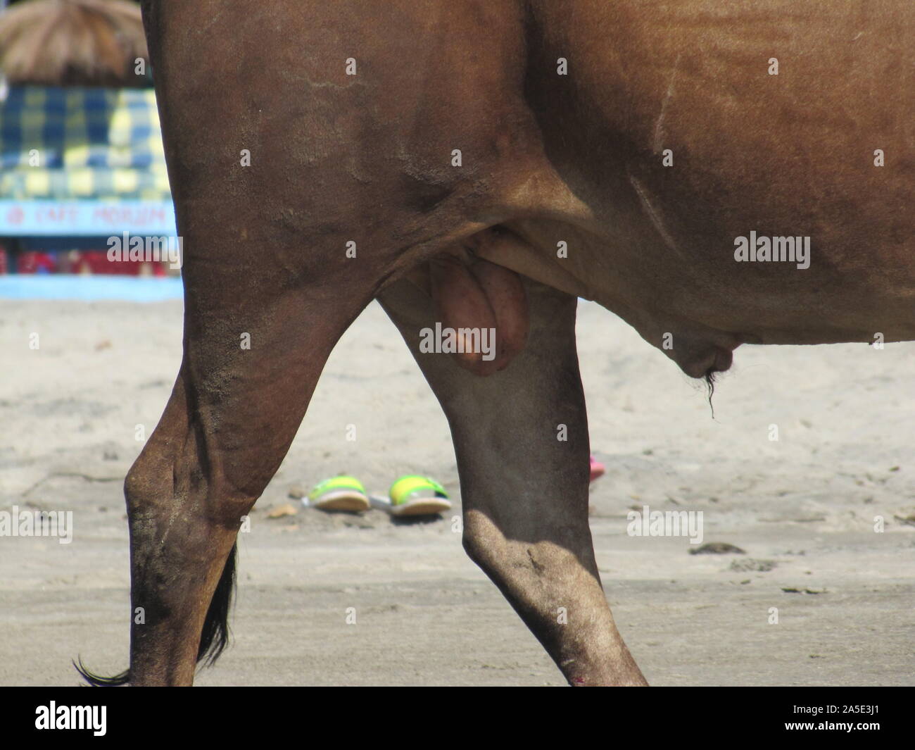 Rinder Eiern.. Hoden von einem Stier Hengst. Das skrotum eines Stiers. Stockfoto