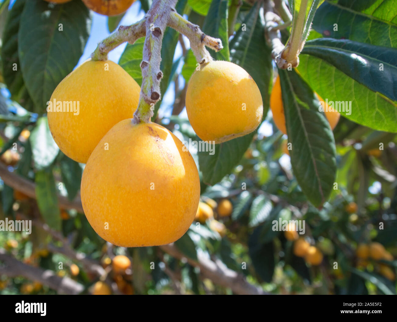 Japanische Wollmispel (Eriobotrya japonica). Diese alte Frucht reich an Vitaminen, Mineralien und Antioxidantien Stockfoto