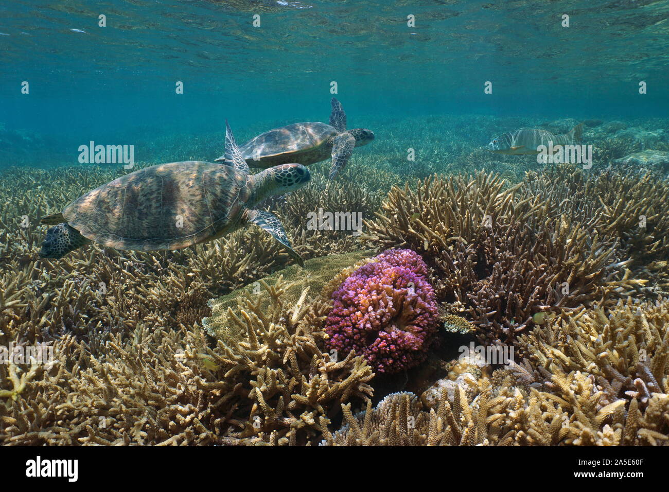 Gesundes Korallenriff mit zwei grüne Meeresschildkröte Unterwasser, Pazifischer Ozean, Ozeanien Stockfoto