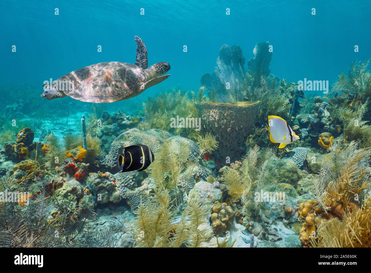 Caribbean Coral Reef Unterwasser mit einem grünen Meeresschildkröte und tropischen Fischen, Martinique, Kleine Antillen Stockfoto