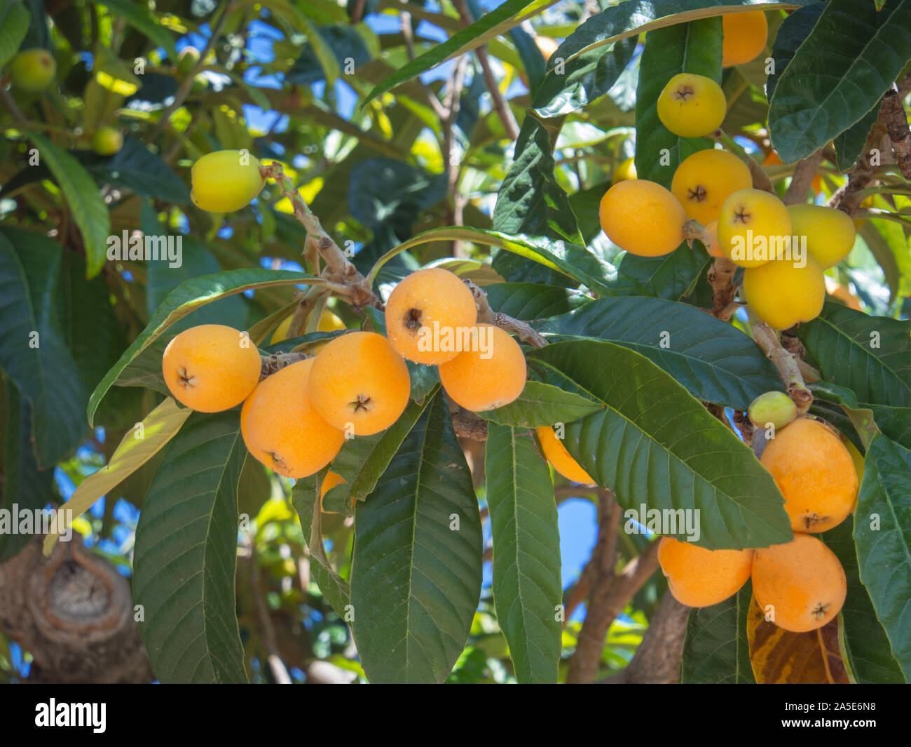 Japanische Wollmispel (Eriobotrya japonica). Diese alte Frucht reich an Vitaminen, Mineralien und Antioxidantien Stockfoto