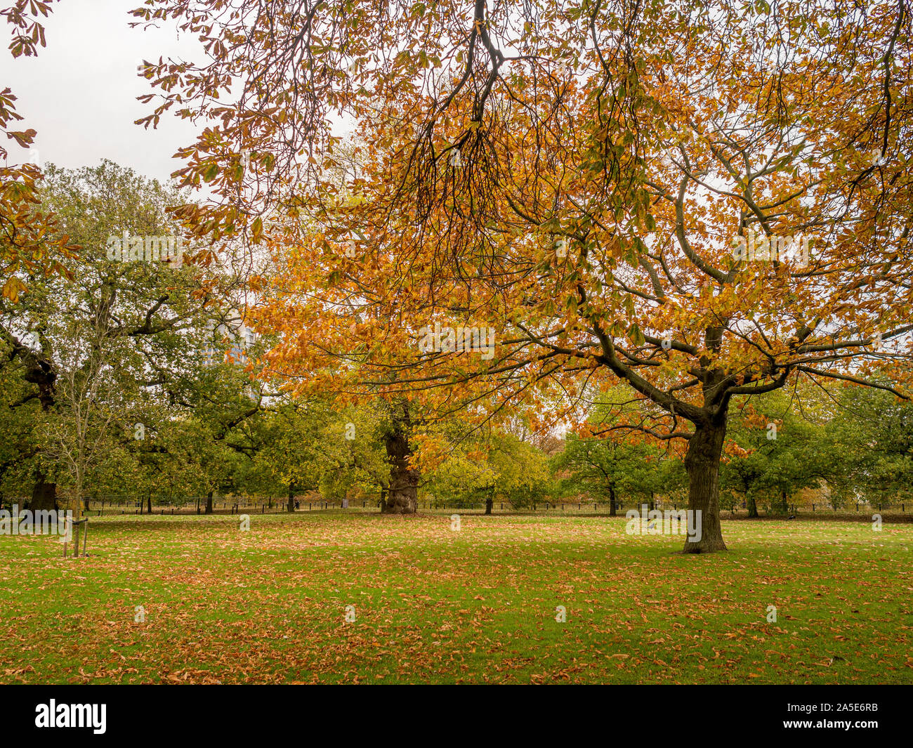 Hyde Park im Herbst, London, UK. Stockfoto