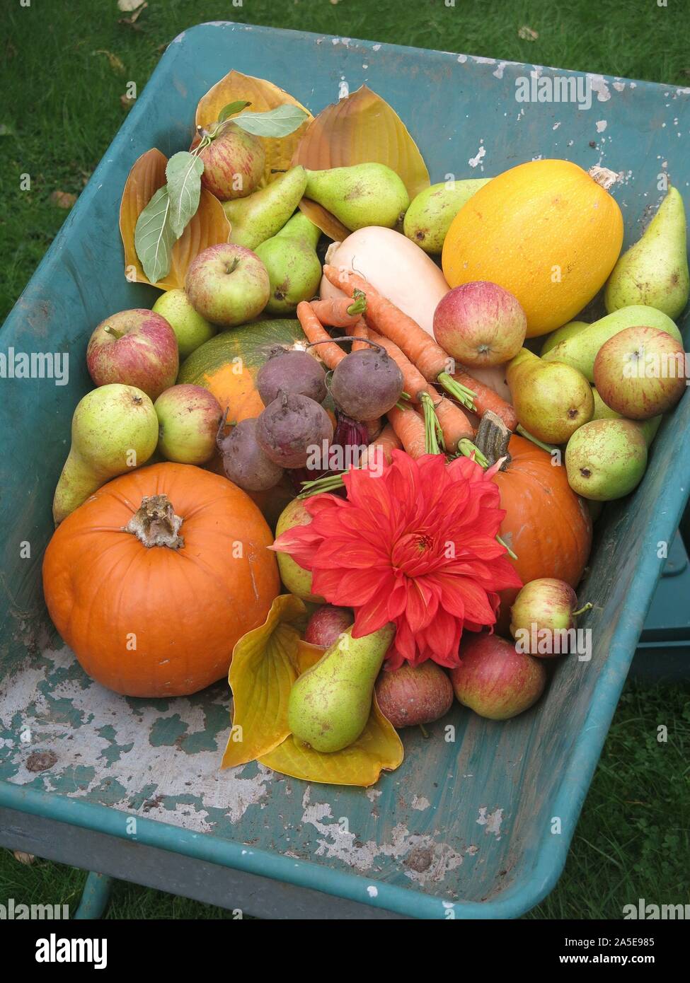 Eine Schubkarre voller frisch gepflückte Herbst produzieren; Obst und Gemüse für eine Englische Harvest Festival. Stockfoto