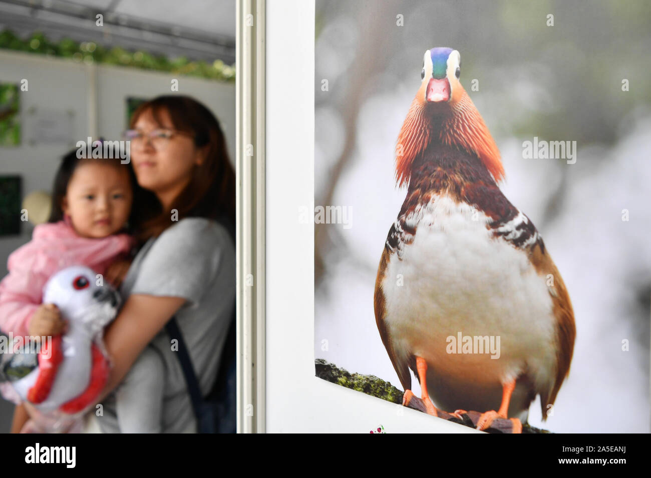 (191020) - TAIPEI, Oktober 20, 2019 (Xinhua) - Leute sehen ein Vogel - themed Foto Ausstellung während der 2019 Taipei International Vogelbeobachtung Messe in Guandu Naturpark in Taipeh statt, Südosten Chinas Taiwan, Oktober 20, 2019. (Xinhua / Chen Bin) Stockfoto