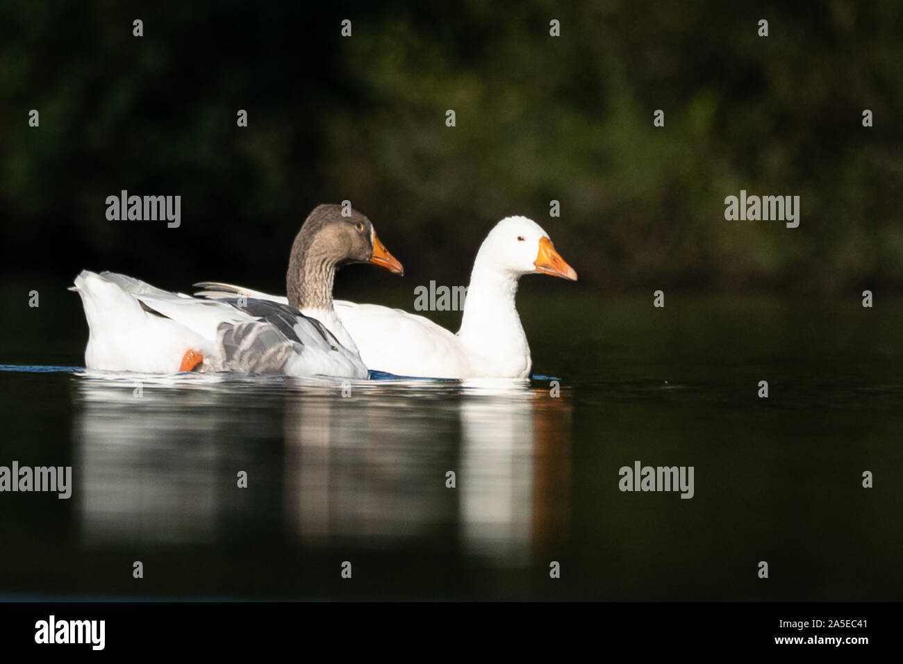 Graugänse am frühen Morgen in der Nähe von Stockfoto