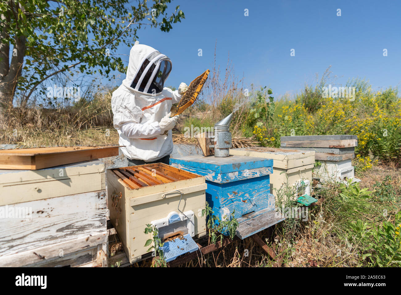Imker hält ein honeycomp für Honig sammeln von der Imkerei. Stockfoto