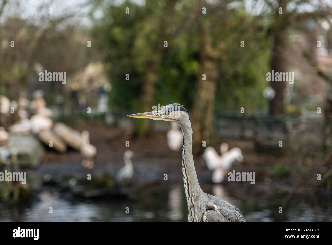 Great Blue Heron oder Ardea herodias vor einem Teich mit großen weißen Vögel an einem vagen Hintergrund Stockfoto