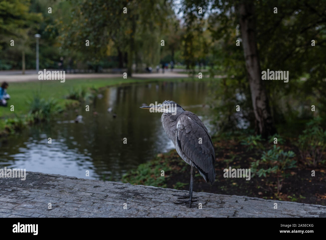 Great Blue Heron oder Ardea herodias in Amsterdam Vondelpark in der Nähe des Teiches grau gelb Auge Stockfoto