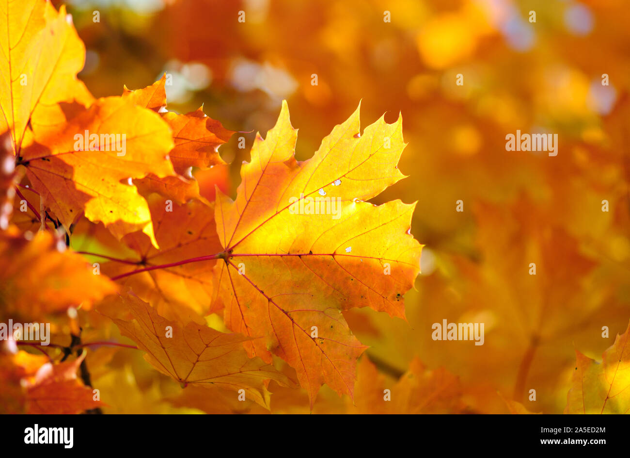 Bunte Herbst Ahorn Blätter fallen auf farbigem Hintergrund Stockfoto