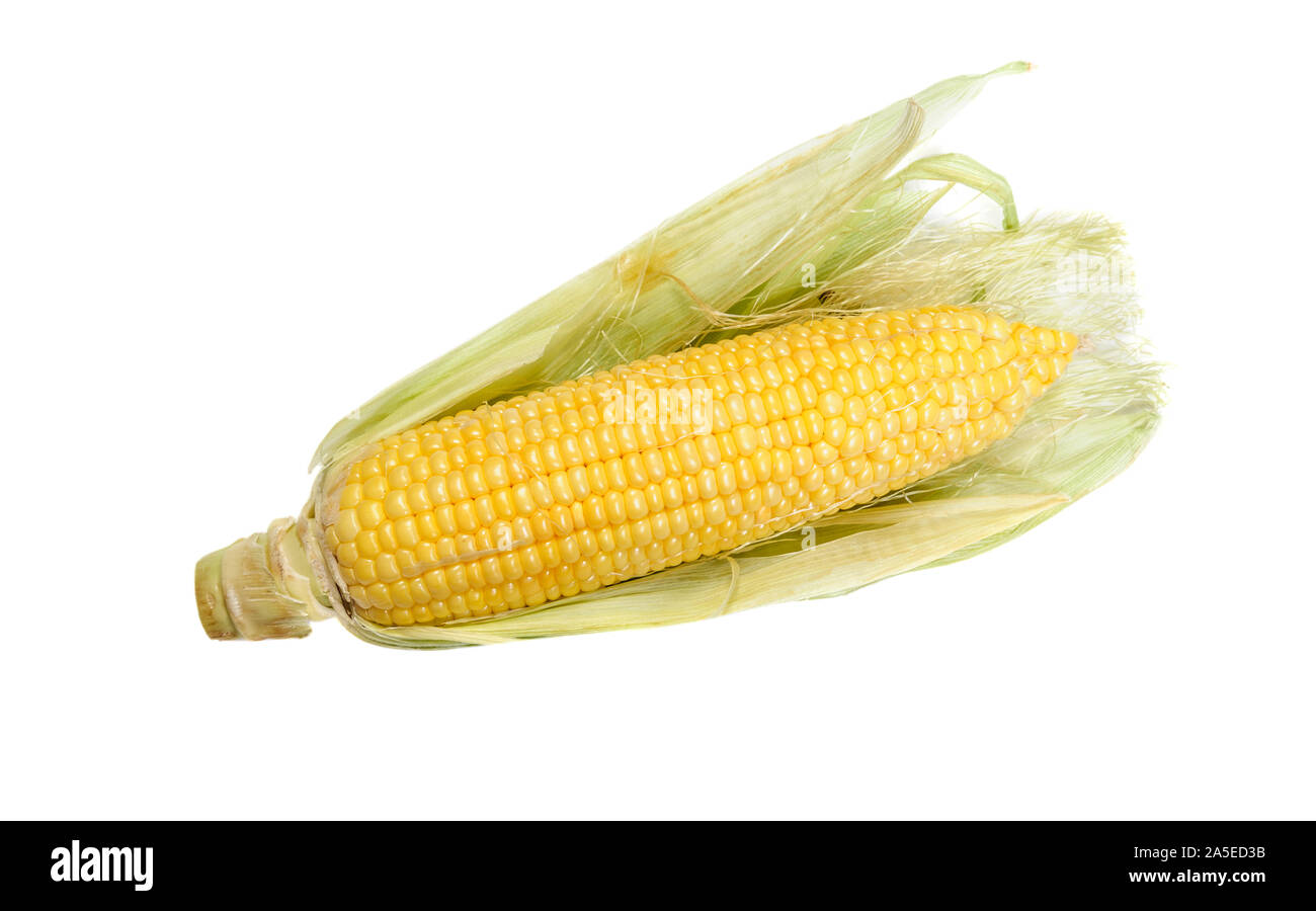 Einzelnen raw-Ohr von Mais auf weißem Hintergrund Stockfoto