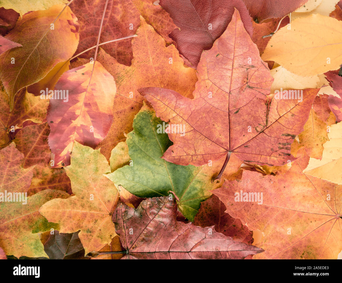 Herbst in den Farben Rot und Gelb fallen die Blätter im Hintergrund Stockfoto