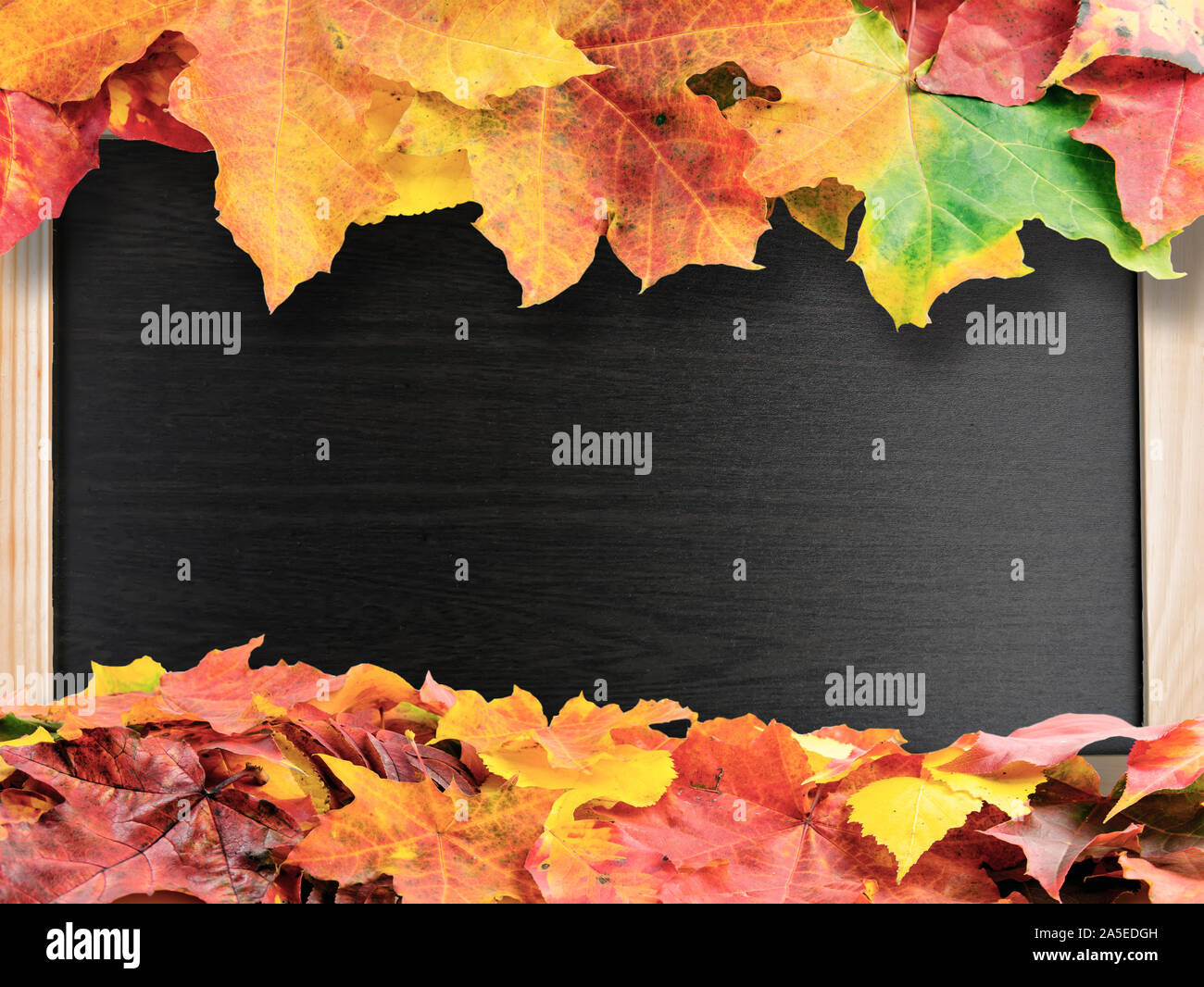 Rot und Gelb Herbst farbige Herbstlaub auf shcool Blackboard Hintergrund mit Kopie Raum Stockfoto