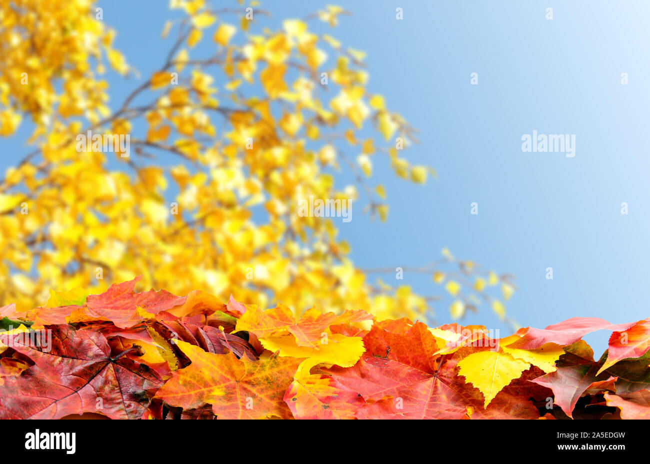 Rot, Gelb Herbst bunte Blätter im Herbst auf unscharfe fallen Äste über klaren, blauen Himmel mit Kopie Raum Stockfoto
