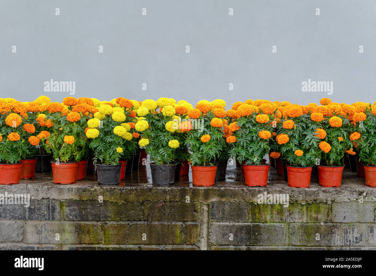 Viele Tag tot orange-gelbe Blume grün treibt verschwommenen Hintergrund close-up Stockfoto