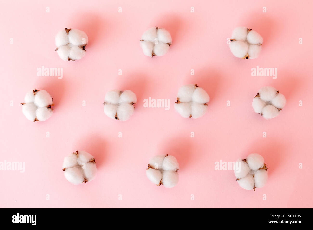 Samenkapseln legen, um auf rosa Hintergrund. Stockfoto
