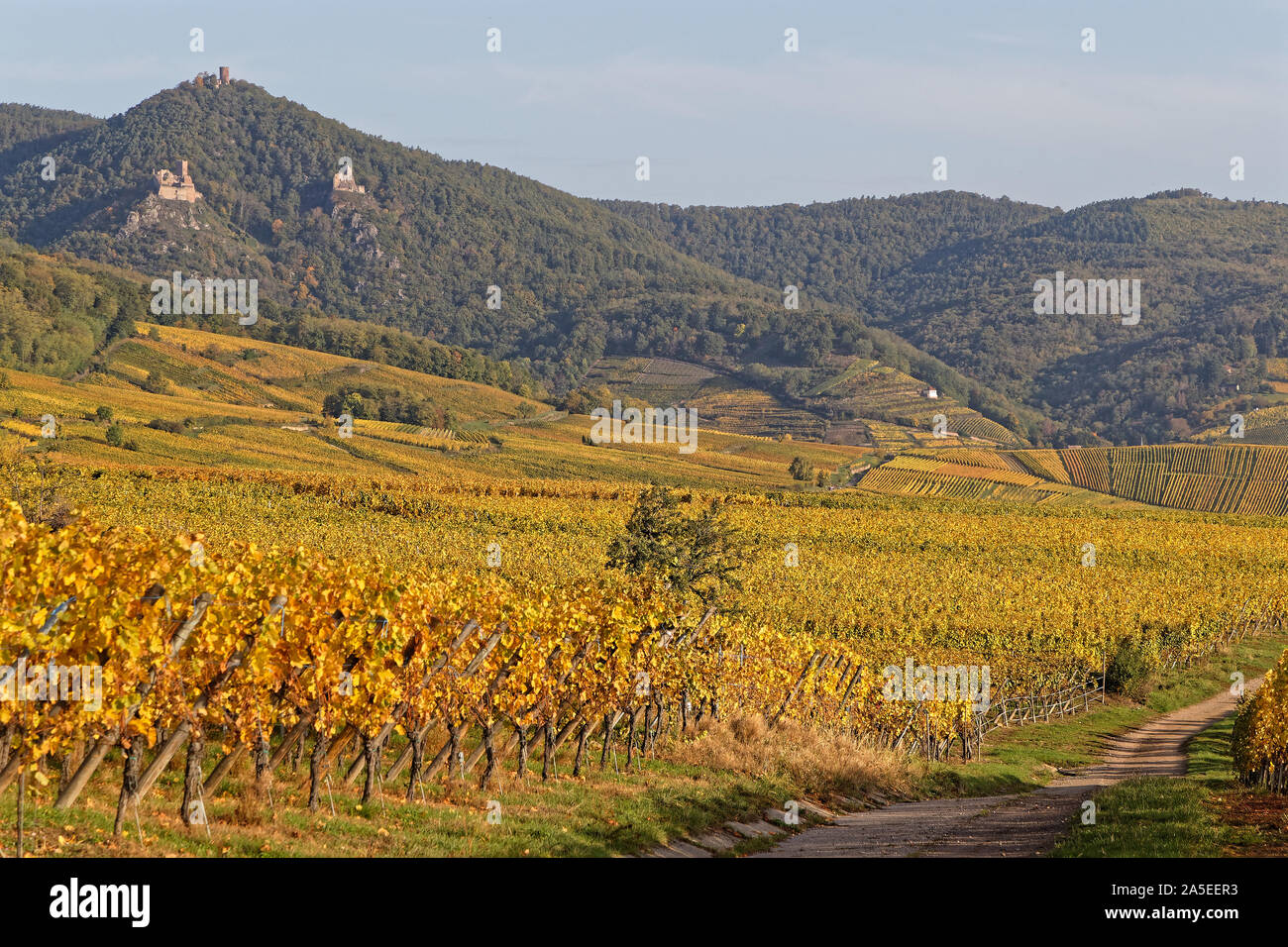 Drei zerstörte Burg auf dem Hügel über einen Weinberg Landschaft Stockfoto