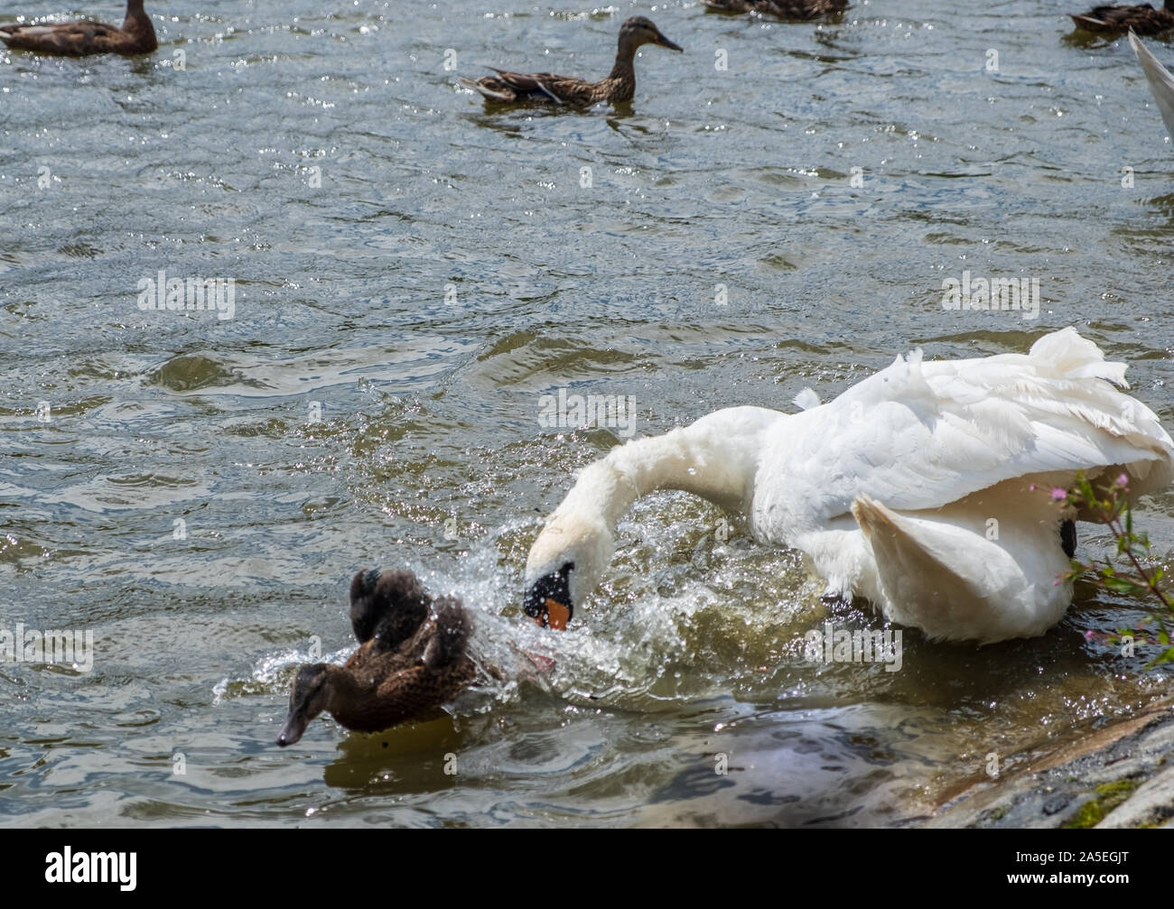 Ein Schwan jagt ein entlein in einem Teich an Leasing Park in Newcastle Stockfoto