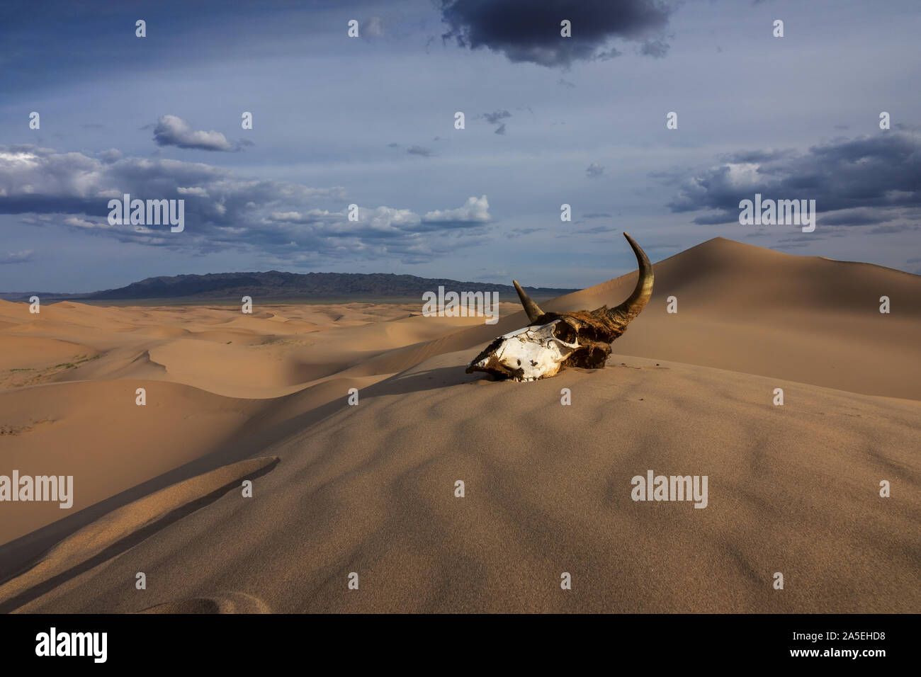 Stier Schädel im Sand der Wüste bei Sonnenuntergang Stockfoto