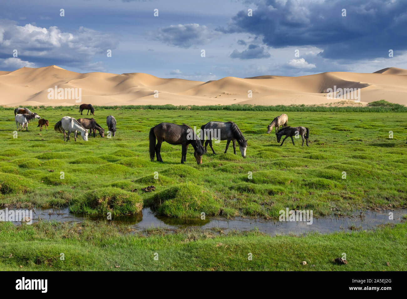 Pferde essen Gras in der Wüste Gobi Stockfoto