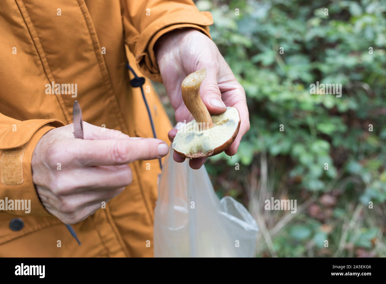 Frau ist das Sammeln von Pilzen in einer Plastiktüte Stockfoto