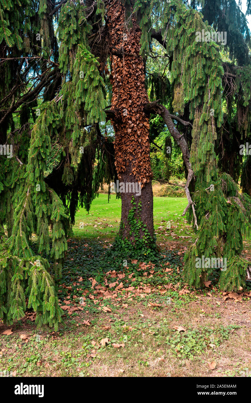 Herbst im Park, Philadelphia, PA, USA Stockfoto