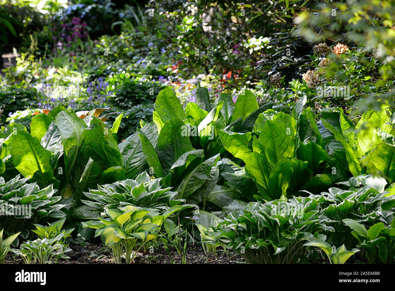 Skunk Kohl, lysichiton americanus, hosta, Funkien, Blätter, Laub, Holz, Wald, Schatten, Schatten, schattig, Moor, sumpfigen, RM Floral Stockfoto