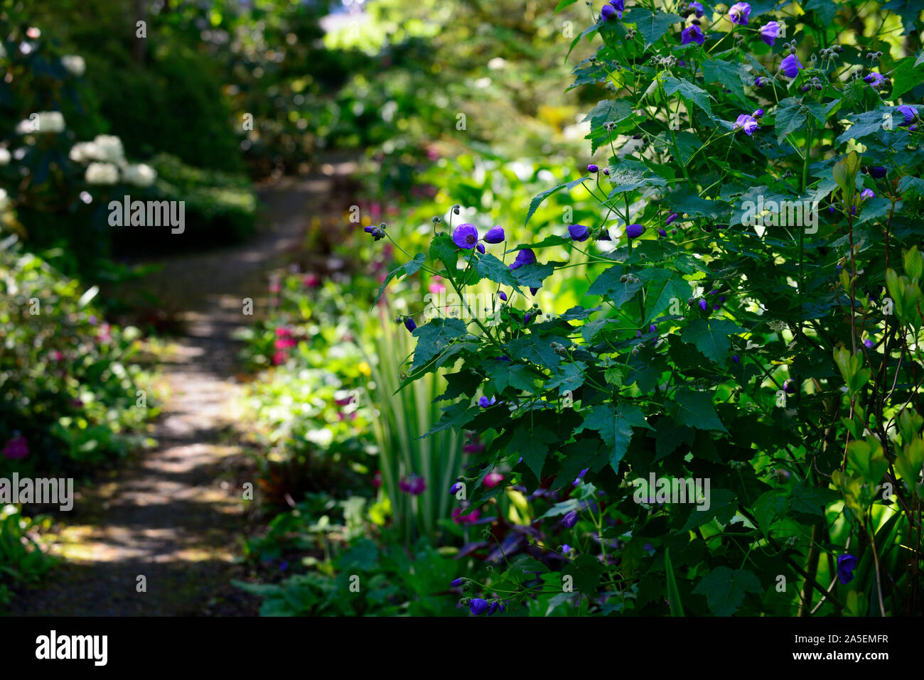 Abutilon vitifolium, Blume, Blumen, Blüte, Garten, Ausschreibung, RM Floral Stockfoto
