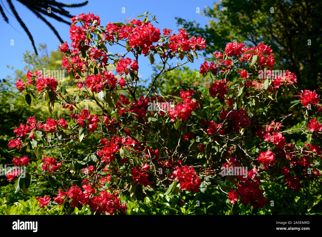 Red rhodendron, blauer Himmel, blaue Himmel, Frühling, Blume, Blumen, Blüte, RM Floral Stockfoto