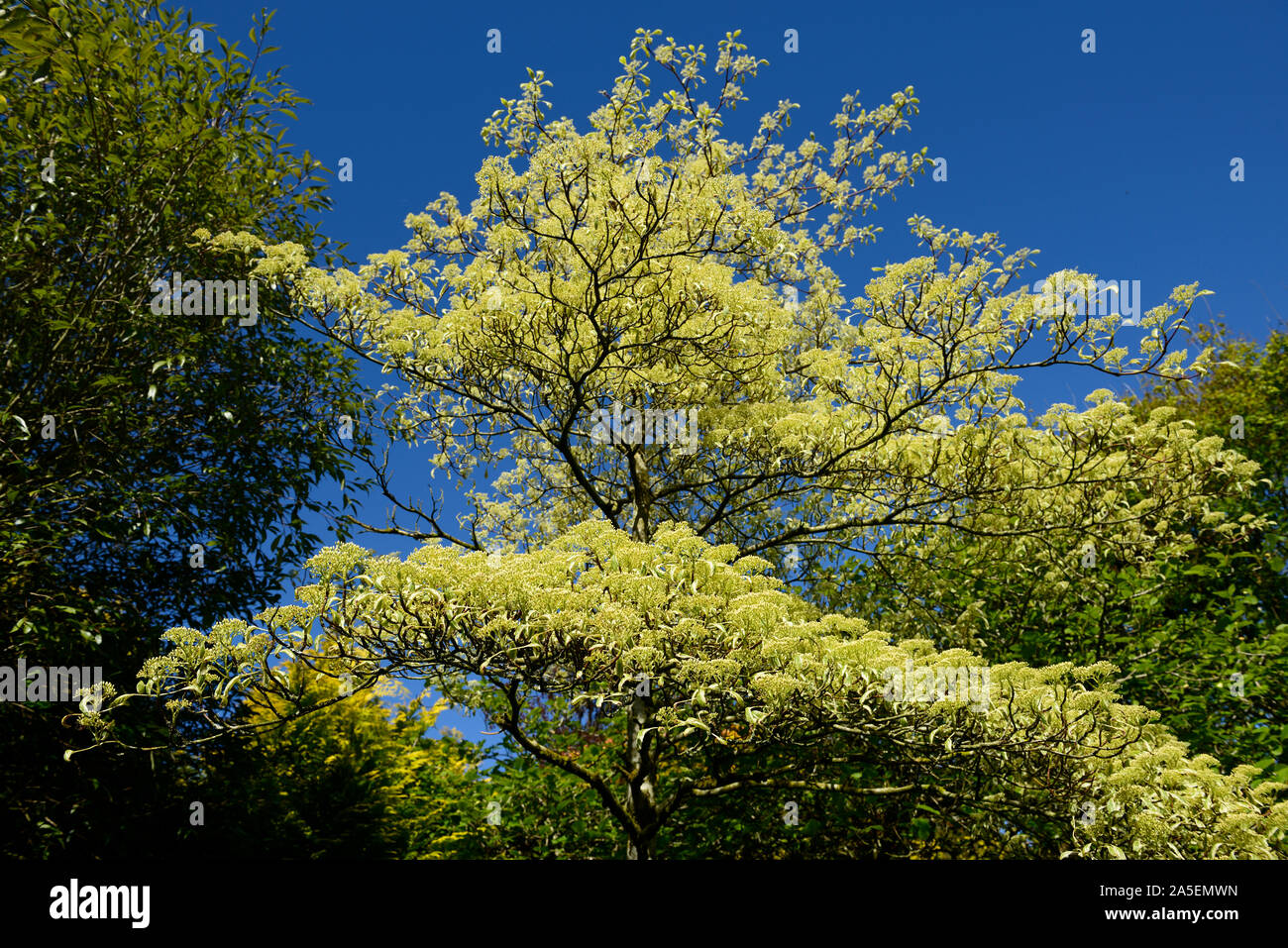 Cornus controversa Variegata, blühende, bunte, Blätter, Laub, Hochzeitstorte, Baum, Grün, Weiß, Creme, Garten, Zier-, baum, bäume, blauer Himmel, blau Stockfoto