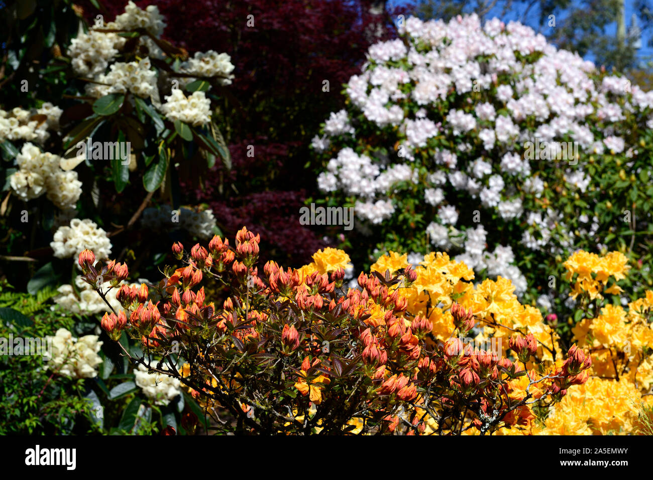 Azalea, Rhododendron, Mix, Gemischt, weiß, gelb, orange, Farbe, Farben, Wald, Schatten, Schatten, schattig, RM Floral Stockfoto