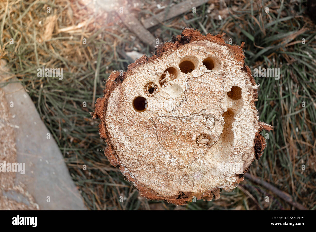 Brennholz in Bohrungen von Käfern. Stockfoto