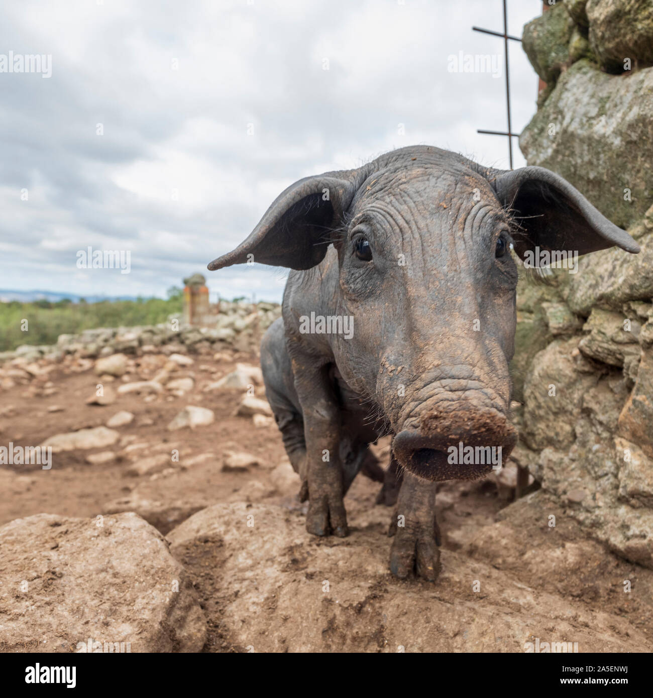 Neugierig schwarzen iberischen Schwein Pata Negra ist näher Suchen mit seiner großen Nase zu schnüffeln Stockfoto