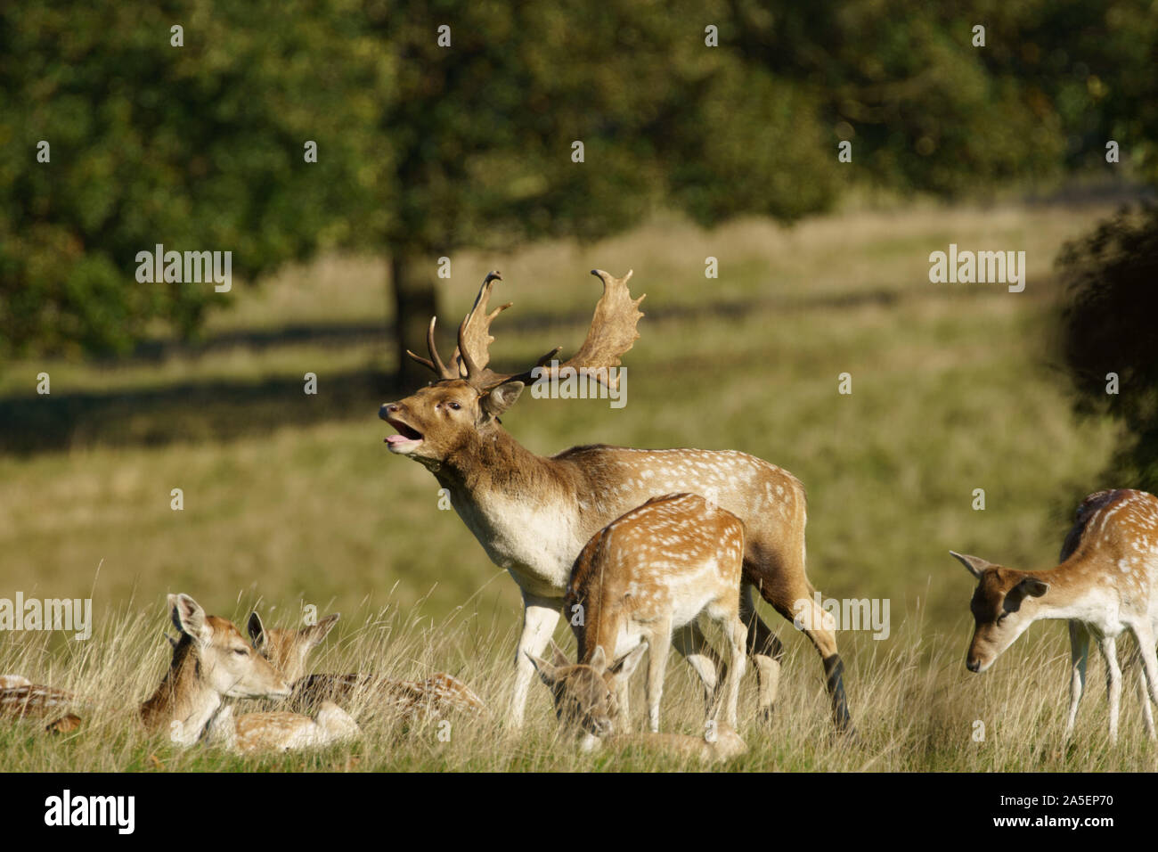 Brüllender Hirschhirsch mit einer Herde Hinds, Studley Royal, Ripon, North Yorkshire, England, VEREINIGTES KÖNIGREICH. Stockfoto