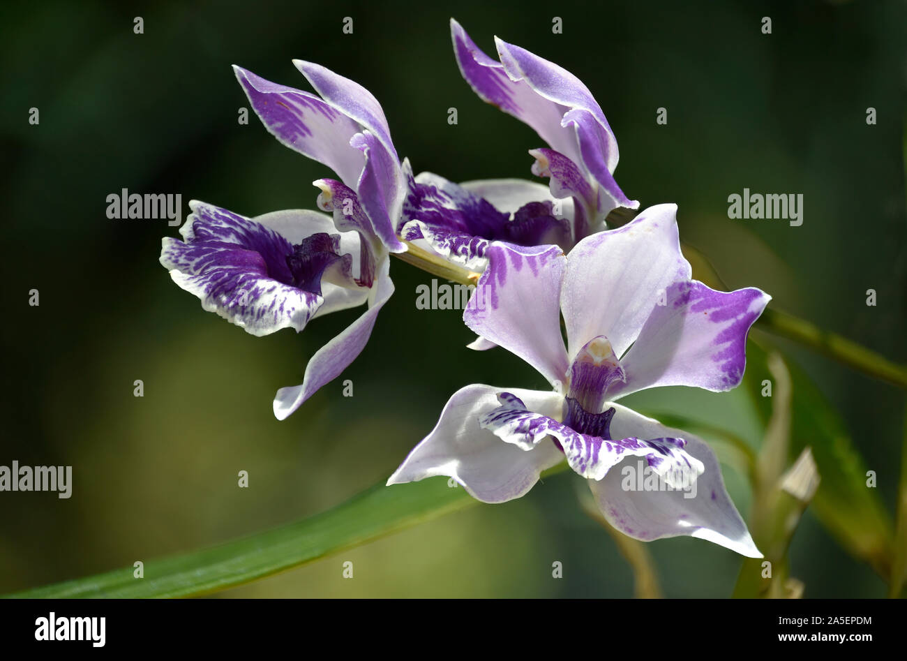 Violett und Weiß blühenden Orchideen im Botanischen Garten in New Mexico Stockfoto