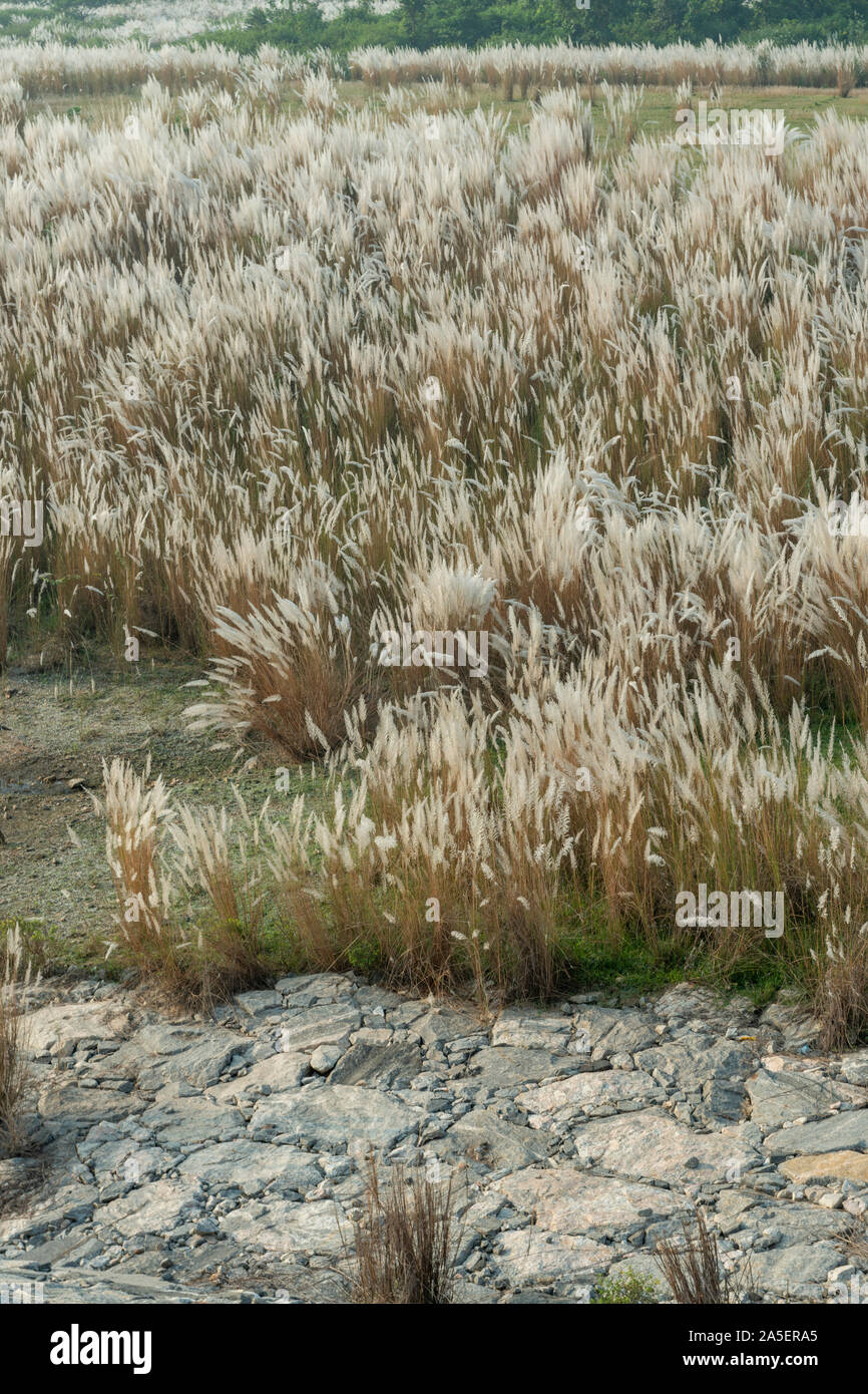 Weiß Kash oder Kans Gras in der Nähe von Ayodhya in West Bengal, Indien Stockfoto