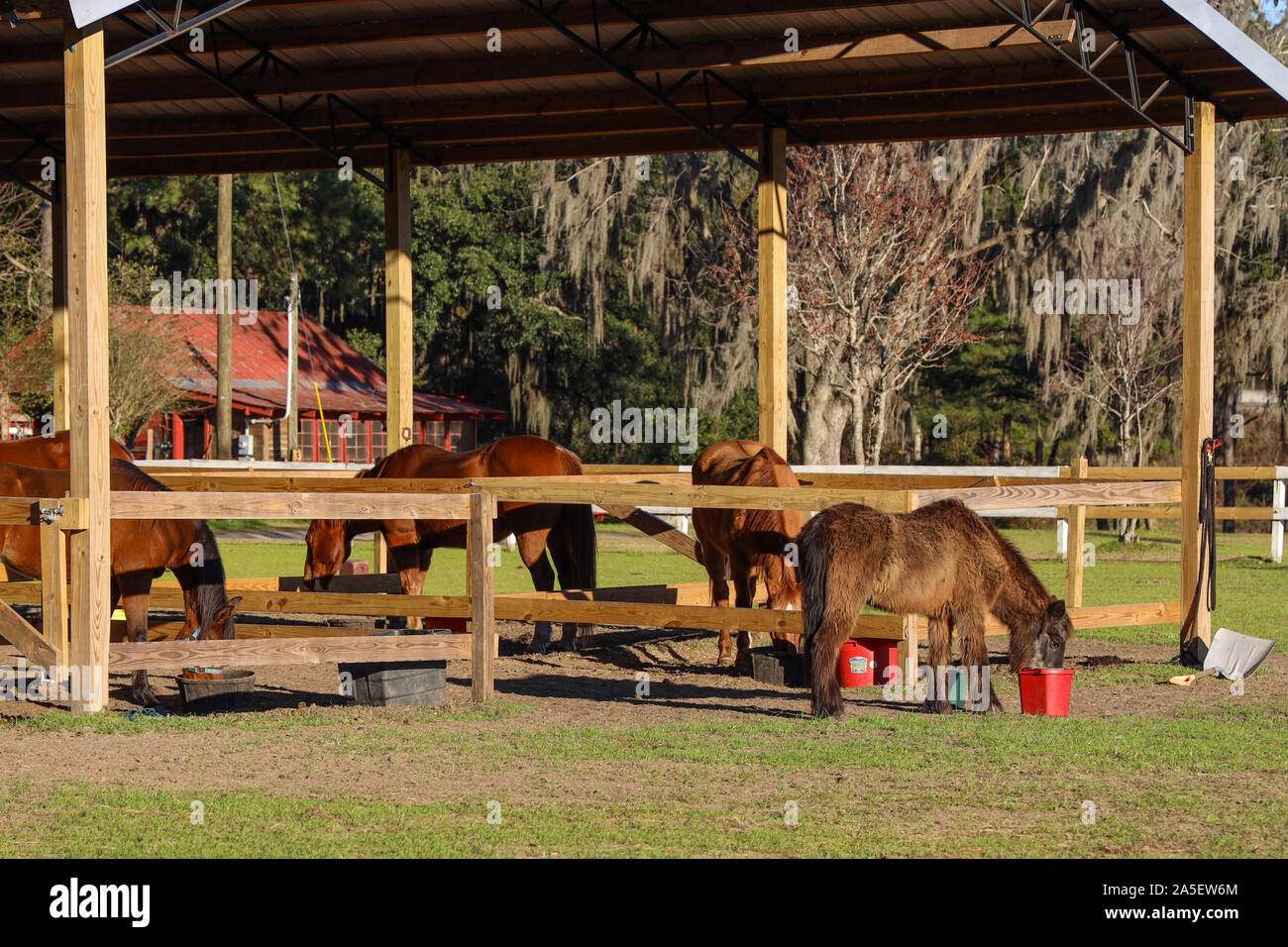Pferde am roten Tor Campground & RV Resort Stockfoto