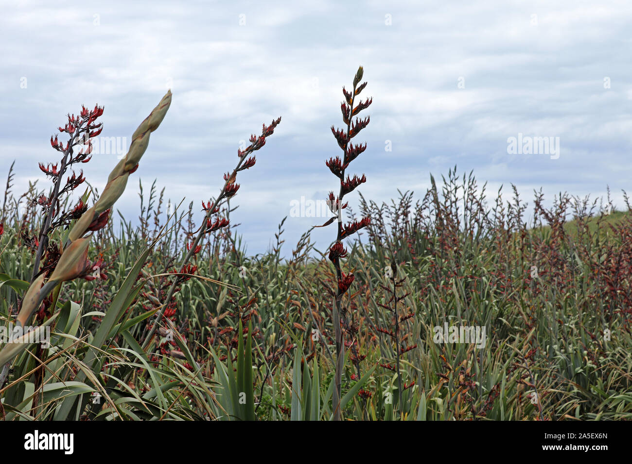 Neuseeland flachspflanze Harakeke Stockfoto