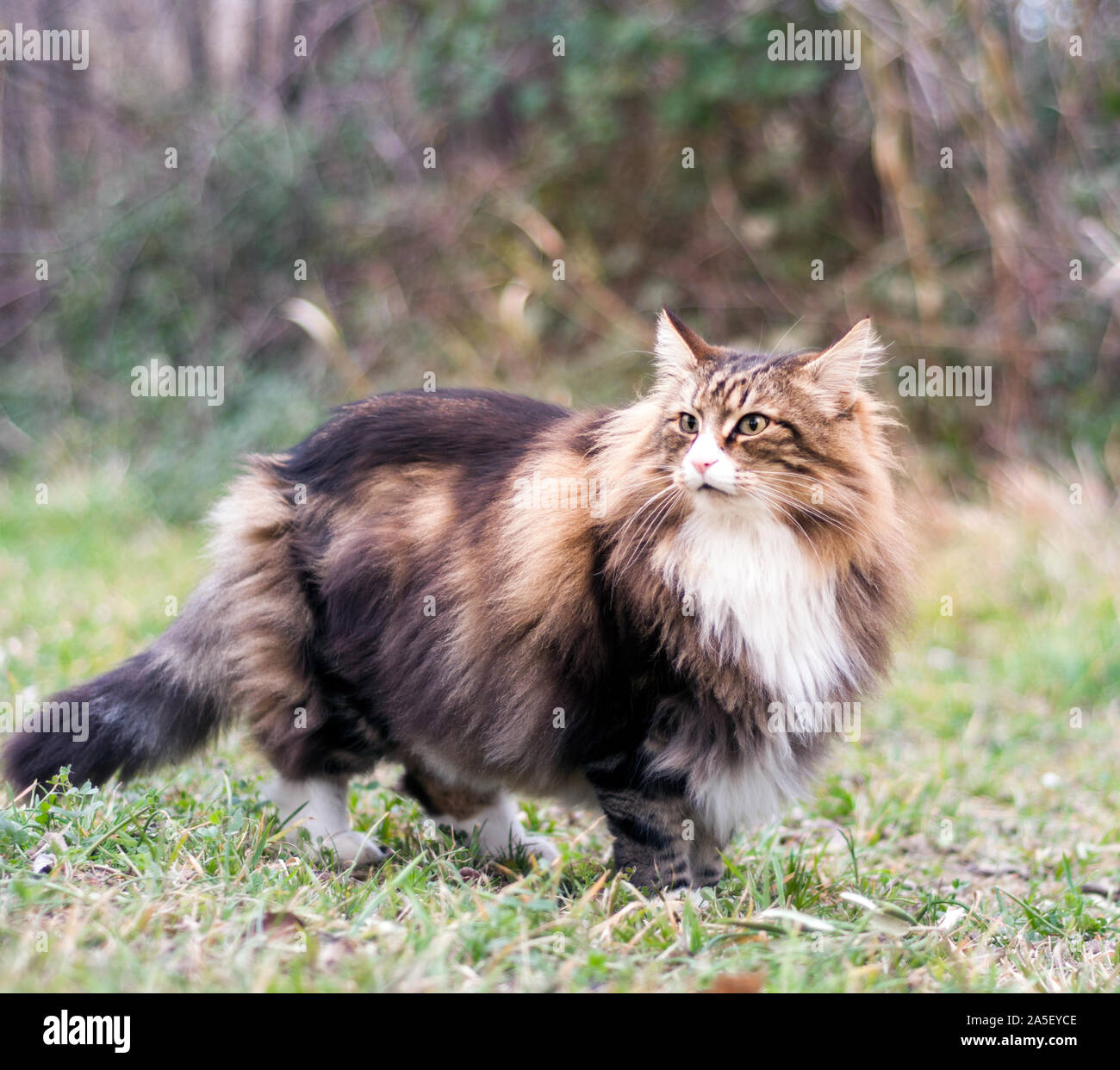 Seitenansicht eines männlichen Erwachsenen Norwegische Waldkatze über den Rasen herum stehen auf der Suche Stockfoto