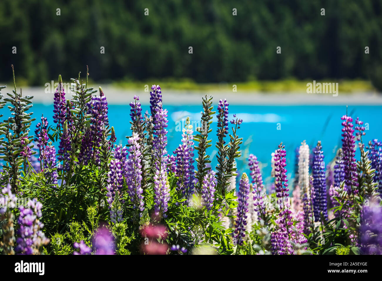 Blühenden Lupinen in Neuseeland Stockfoto