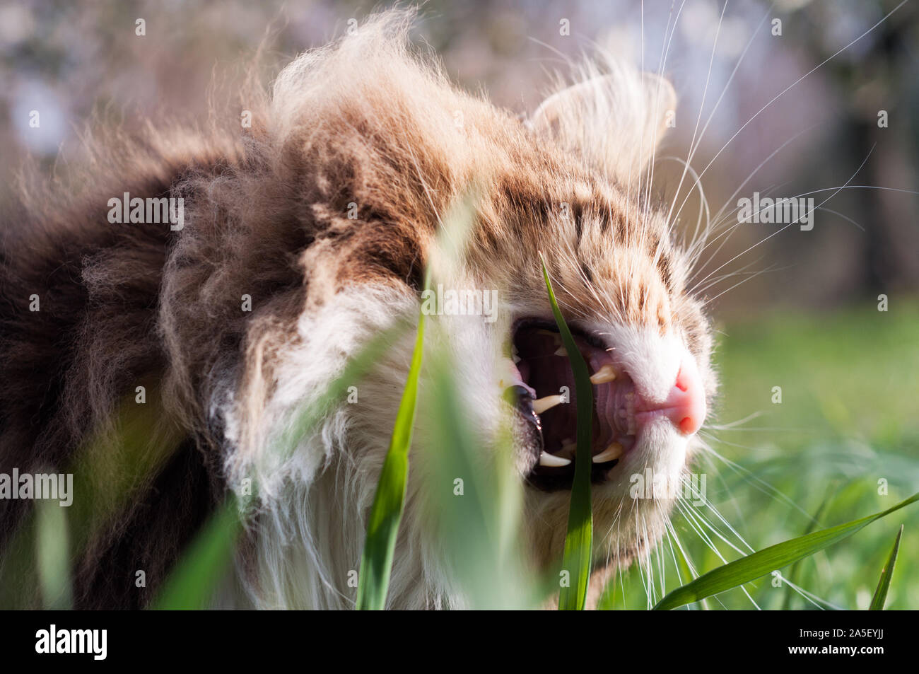 Schöne Katze Norwegische Waldkatze essen Gras. Konzentrieren Sie sich auf den offenen Mund und großen Zähnen Stockfoto