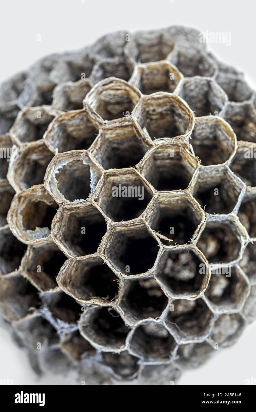 Wespennester bestehen aus einem Papery Masse. Die Wespen mit faulen, trockenes Holz, die Sie zu Pellets gekaut Stockfoto