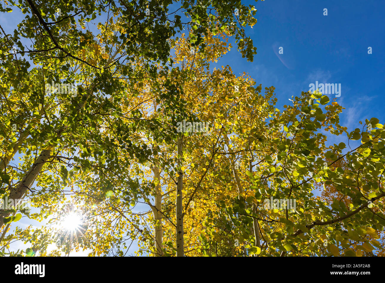 Herbst Farbe gegen den blauen Himmel, hinterleuchtet, Aspen, Colorado, USA Stockfoto Herbst Farbe gegen den blauen Himmel, hinterleuchtet, Aspen, Colorado, USA Stockfoto