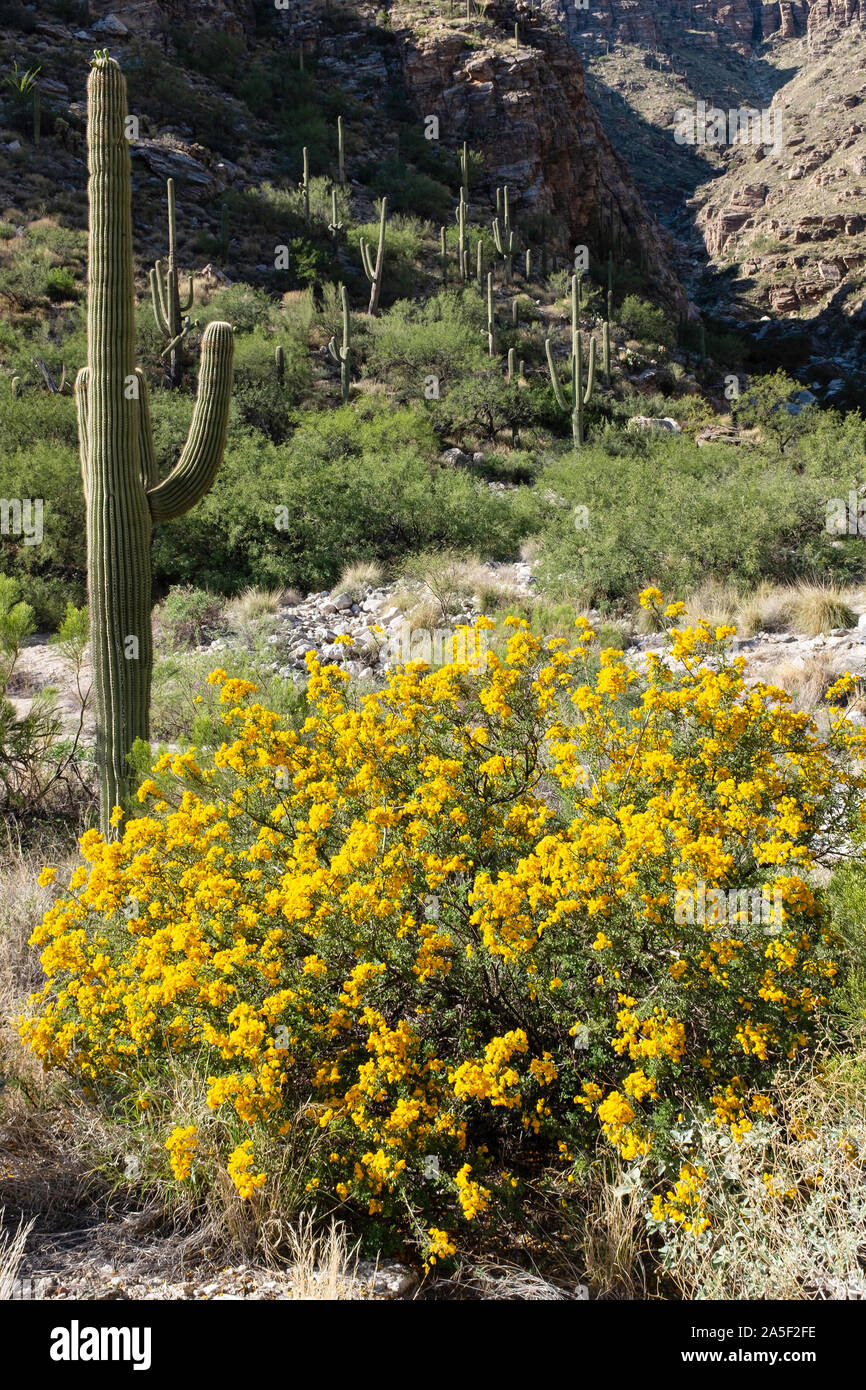Saguaro und Wislizenus' Senna Alias: Strauchigen Senna, Strauchigen Cassia (Senna wislizeni), in voller Blüte, Santa Catalina Mountains, Tucson, Arizona Stockfoto
