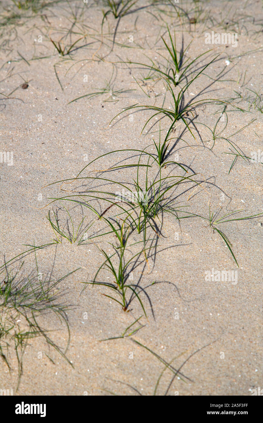 Runner von Marram Gras (Ammophila arenaria) im Sand drift im Holländischen Dünen, Zeeland, Niederlande Stockfoto