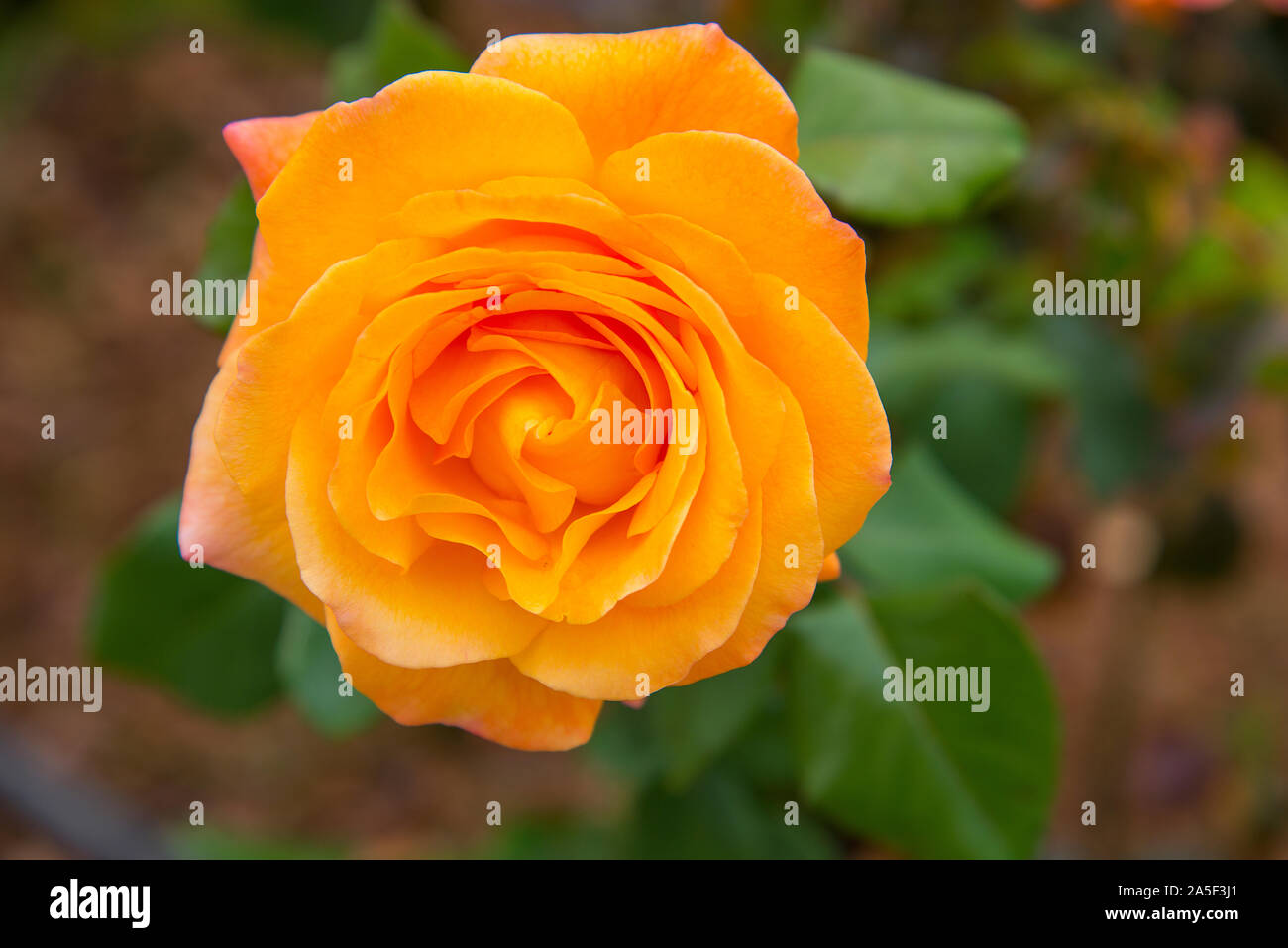 Gelbe Rose. Stockfoto
