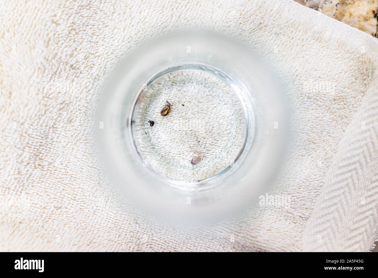 Makro oben flach closeup von zwei toten Lone Star Zecken schwimmen in Alkohol oder Wasser Lösung der Tasse mit Handtuch Hintergrund Stockfoto