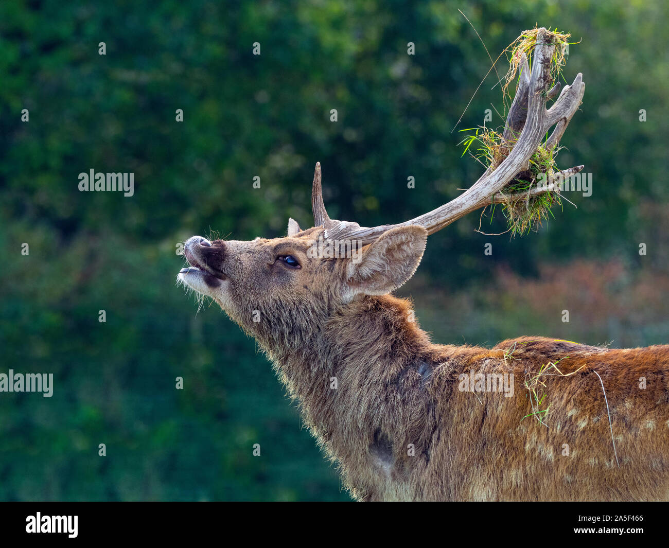 Barrasinga Rucervus duvaucelii oder Sumpfhirsch, der sich vor dem indischen Subkontinent abkühlt Stockfoto