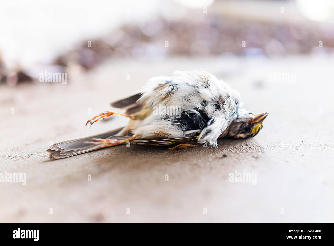 Nahaufnahme von einem traurigen Yellow White-throated Spatz Vogel tot Küken Schwanzfedern in Virginia, Tod Stockfoto
