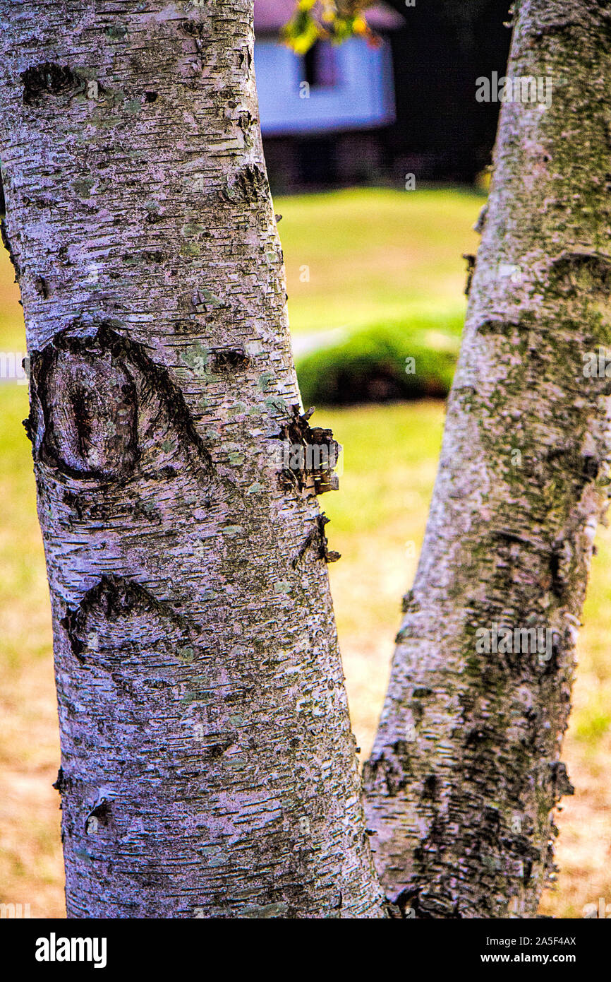 Nahaufnahme der Barke auf einem weißen Birke. Stockfoto