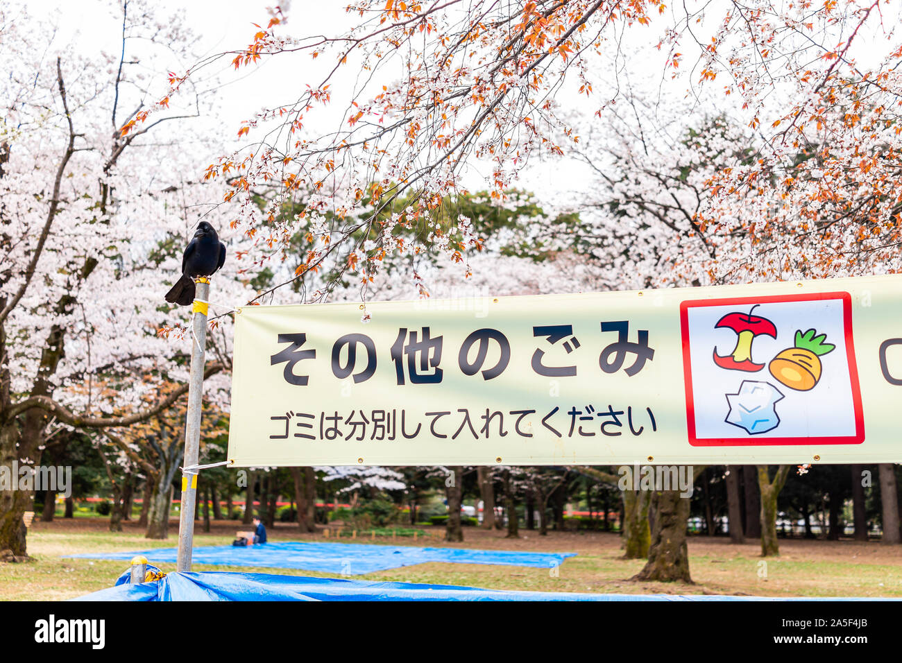 Tokyo, Japan - 28. März 2019: Yoyogi Park mit Vorzeichen Banner als Richtlinie Essen im Papierkorb und ein großer schwarzer Rabe Vogel zu werfen übersetzt gehockt Stockfoto